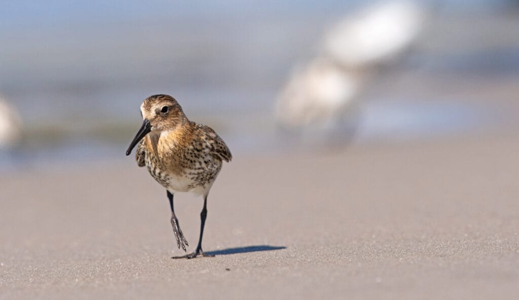 Life for Dunes 00019