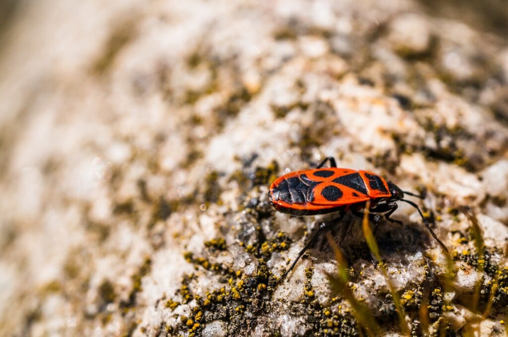Closeup selective focus shot of a&nbsp;firebug on the stone surface - perfect for background