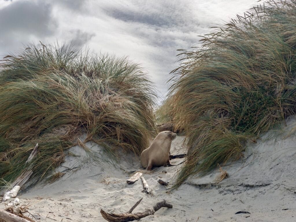 Seal resting on the baltic sea beach
