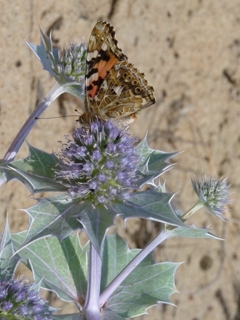 Zdjęcie zastępcze - członków projektu - gatunek Mikołajek